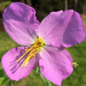 Meet your Posher, Elyssa